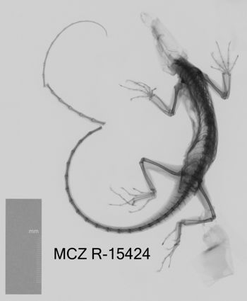 Media type: image;   Herpetology R-15424 Aspect: dorsoventral x-ray